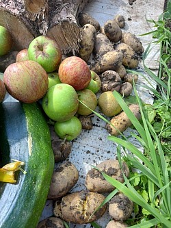 Produce from our allotment