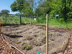 Our allotment